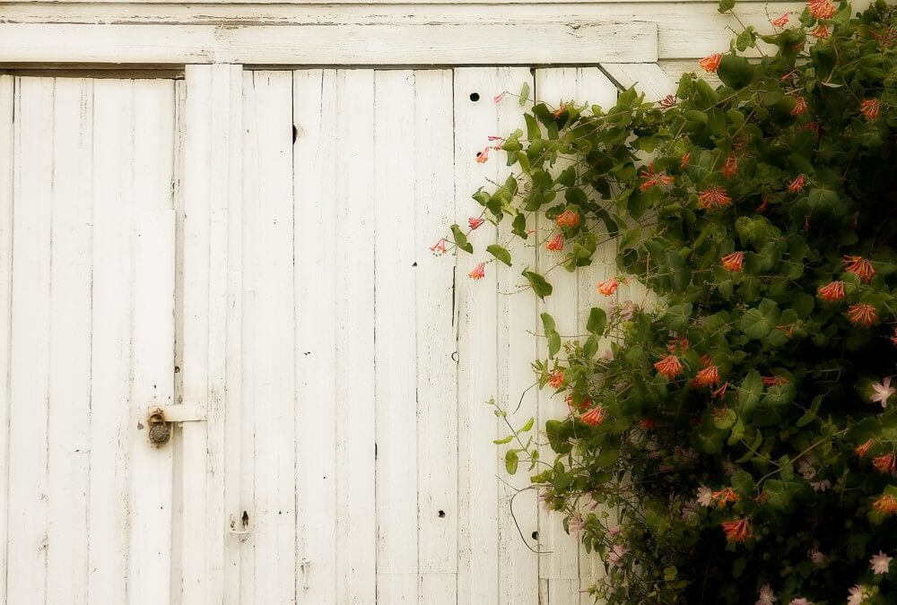 Shed & Flowers